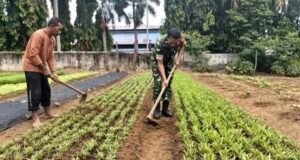 Wujud Kepedulian: Babinsa 05 Aneuk Laot Dampingi Petani Rapikan Lahan Pertanian