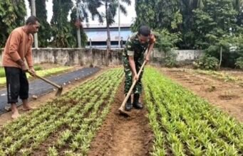 Wujud Kepedulian: Babinsa 05 Aneuk Laot Dampingi Petani Rapikan Lahan Pertanian