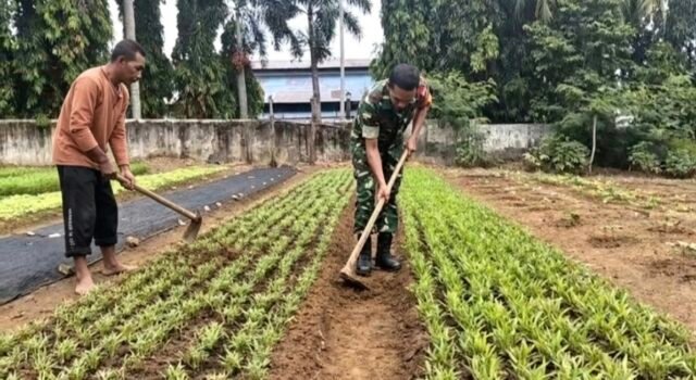 Wujud Kepedulian: Babinsa 05 Aneuk Laot Dampingi Petani Rapikan Lahan Pertanian
