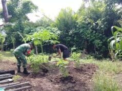 Beri Semangat Petani, Babinsa 07 Keuneukai Perkuat Ketahanan Pangan Lewat Palawija