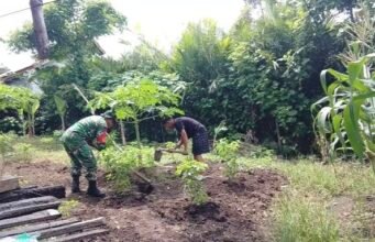 Beri Semangat Petani, Babinsa 07 Keuneukai Perkuat Ketahanan Pangan Lewat Palawija