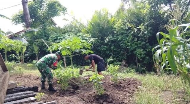 Beri Semangat Petani, Babinsa 07 Keuneukai Perkuat Ketahanan Pangan Lewat Palawija