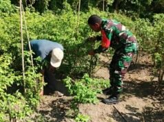 Bantu Perawatan Tanaman Cabai Warga, Babinsa 07 Kuta Barat Wujudkan Hasil Panen Melimpah