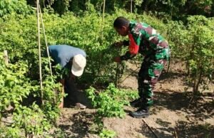 Bantu Perawatan Tanaman Cabai Warga, Babinsa 07 Kuta Barat Wujudkan Hasil Panen Melimpah