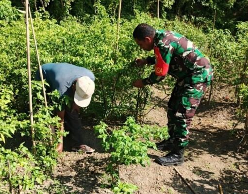 Bantu Perawatan Tanaman Cabai Warga, Babinsa 07 Kuta Barat Wujudkan Hasil Panen Melimpah