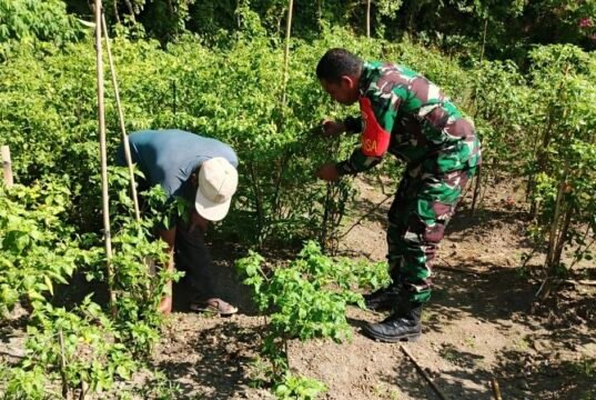 Bantu Perawatan Tanaman Cabai Warga, Babinsa 07 Kuta Barat Wujudkan Hasil Panen Melimpah