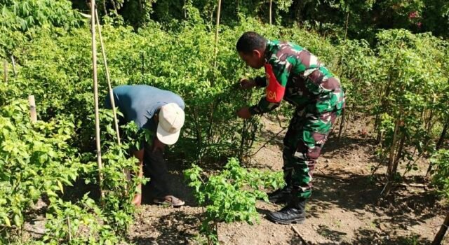 Bantu Perawatan Tanaman Cabai Warga, Babinsa 07 Kuta Barat Wujudkan Hasil Panen Melimpah