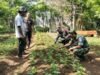 Dukung Ekonomi Warga Binaan, Babinsa 04 Krueng Raya Dampingi Petani Kacang Tanah
