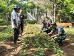 Dukung Ekonomi Warga Binaan, Babinsa 04 Krueng Raya Dampingi Petani Kacang Tanah