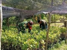 Jaga Potensi Pertanian, Babinsa 02 Batee Shoek Dampingi Perawatan Bibit Cengkeh Warga
