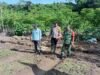 Jaga Ketahanan Pangan: Babinsa Batee Shoek Bersama Bhabinkamtibmas Dampingi Perawatan Tanaman Sayur Petani