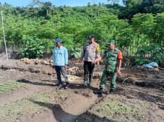 Jaga Ketahanan Pangan: Babinsa Batee Shoek Bersama Bhabinkamtibmas Dampingi Perawatan Tanaman Sayur Petani