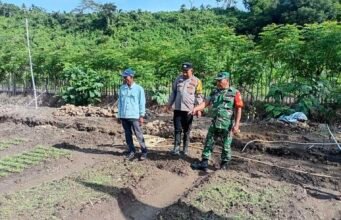Jaga Ketahanan Pangan: Babinsa Batee Shoek Bersama Bhabinkamtibmas Dampingi Perawatan Tanaman Sayur Petani