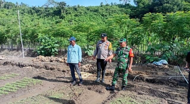 Jaga Ketahanan Pangan: Babinsa Batee Shoek Bersama Bhabinkamtibmas Dampingi Perawatan Tanaman Sayur Petani