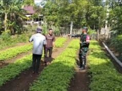 Pastikan Tumbuh Subur, Babinsa Krueng Raya Dampingi Perawatan Tanaman Sayuran