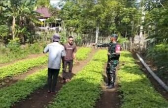 Pastikan Tumbuh Subur, Babinsa Krueng Raya Dampingi Perawatan Tanaman Sayuran