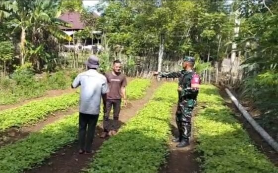 Pastikan Tumbuh Subur, Babinsa Krueng Raya Dampingi Perawatan Tanaman Sayuran