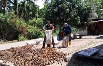 Turun Langsung Bantu Jemur Pinang, Babinsa Keuneukai Dorong Warga Semangat Meningkatkan Penghasilan