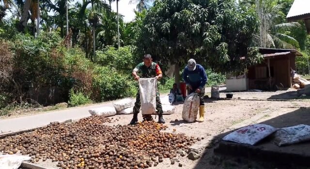 Turun Langsung Bantu Jemur Pinang, Babinsa Keuneukai Dorong Warga Semangat Meningkatkan Penghasilan