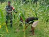 Pendampingan Perawatan Tanaman, Babinsa Jaboi Bantu Petani Jagung Manis Tumbuh Lebih Optimal