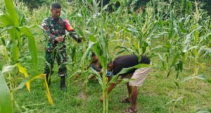 Pendampingan Perawatan Tanaman, Babinsa Jaboi Bantu Petani Jagung Manis Tumbuh Lebih Optimal