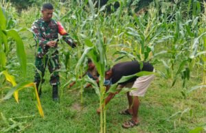 Pendampingan Perawatan Tanaman, Babinsa Jaboi Bantu Petani Jagung Manis Tumbuh Lebih Optimal