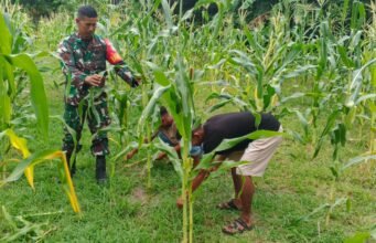 Pendampingan Perawatan Tanaman, Babinsa Jaboi Bantu Petani Jagung Manis Tumbuh Lebih Optimal