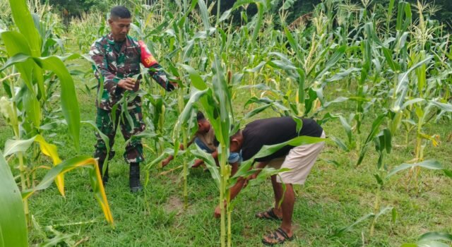 Pendampingan Perawatan Tanaman, Babinsa Jaboi Bantu Petani Jagung Manis Tumbuh Lebih Optimal