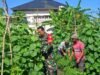 Babinsa Ie Meulee Dampingi Petani Manfaatkan Lahan Kosong Jadi Kebun Ketimun Produktif