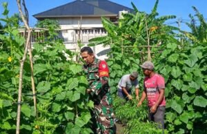 Babinsa Ie Meulee Dampingi Petani Manfaatkan Lahan Kosong Jadi Kebun Ketimun Produktif