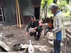 Babinsa Krueng Raya Bantu Pakan Ternak Entok, Dukung Usaha Peternakan Warga Makin Berkembang