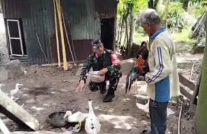Babinsa Krueng Raya Bantu Pakan Ternak Entok, Dukung Usaha Peternakan Warga Makin Berkembang