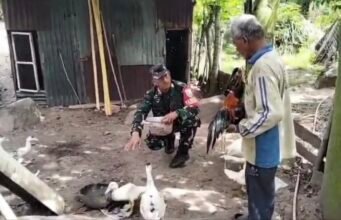 Babinsa Krueng Raya Bantu Pakan Ternak Entok, Dukung Usaha Peternakan Warga Makin Berkembang