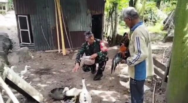 Babinsa Krueng Raya Bantu Pakan Ternak Entok, Dukung Usaha Peternakan Warga Makin Berkembang