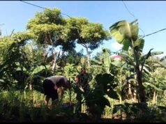 Babinsa Keuneukai Bantu Perawatan Tanaman Palawija, Dorong Petani Maksimalkan Lahan Kosong