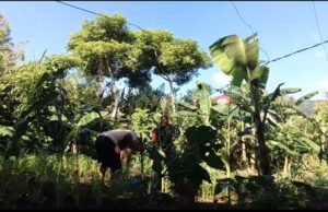 Babinsa Keuneukai Bantu Perawatan Tanaman Palawija, Dorong Petani Maksimalkan Lahan Kosong