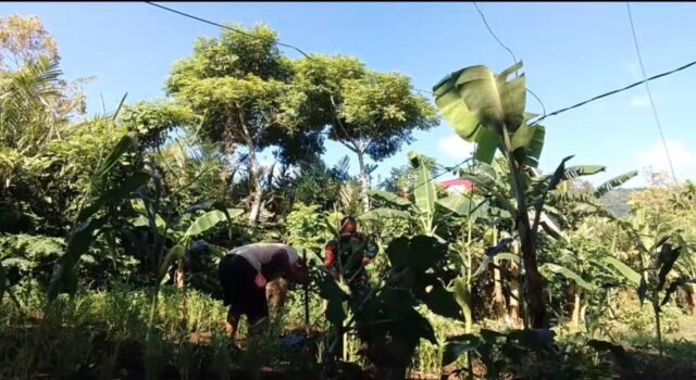 Babinsa Keuneukai Bantu Perawatan Tanaman Palawija, Dorong Petani Maksimalkan Lahan Kosong