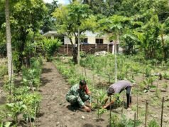 Dukung Ketahanan Pangan, Babinsa Kuta Barat Turun ke Kebun Bantu Warga Rawat Tanaman Terong