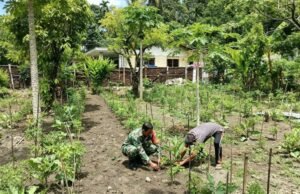 Dukung Ketahanan Pangan, Babinsa Kuta Barat Turun ke Kebun Bantu Warga Rawat Tanaman Terong