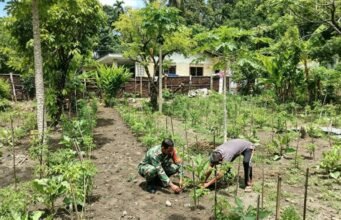 Dukung Ketahanan Pangan, Babinsa Kuta Barat Turun ke Kebun Bantu Warga Rawat Tanaman Terong