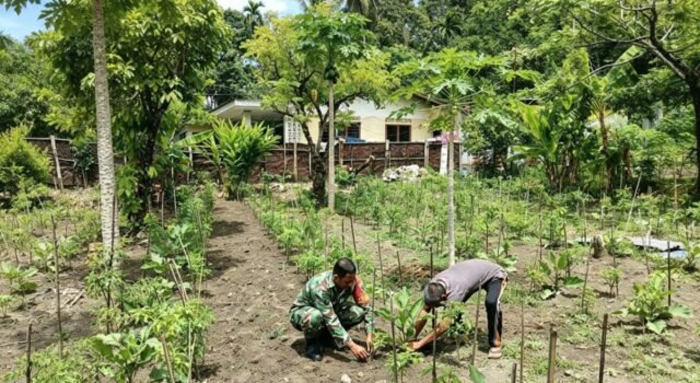 Dukung Ketahanan Pangan, Babinsa Kuta Barat Turun ke Kebun Bantu Warga Rawat Tanaman Terong