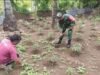 Babinsa Paya Seunara Bantu Petani Rawat Cabe Rawit, Pastikan Tanaman Tumbuh Sehat dan Panen Melimpah