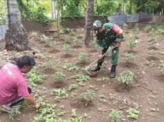 Babinsa Paya Seunara Bantu Petani Rawat Cabe Rawit, Pastikan Tanaman Tumbuh Sehat dan Panen Melimpah