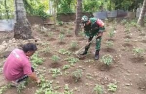 Babinsa Paya Seunara Bantu Petani Rawat Cabe Rawit, Pastikan Tanaman Tumbuh Sehat dan Panen Melimpah