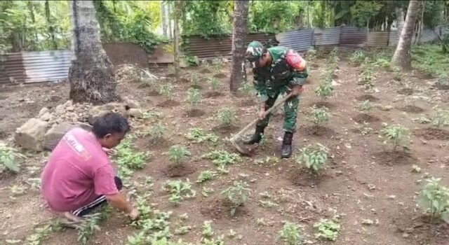 Babinsa Paya Seunara Bantu Petani Rawat Cabe Rawit, Pastikan Tanaman Tumbuh Sehat dan Panen Melimpah