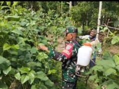 Babinsa Krueng Raya Dampingi Petani Kacang Panjang, Jaga Ketahanan Pangan Wilayah