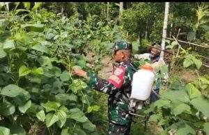 Babinsa Krueng Raya Dampingi Petani Kacang Panjang, Jaga Ketahanan Pangan Wilayah