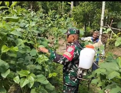 Babinsa Krueng Raya Dampingi Petani Kacang Panjang, Jaga Ketahanan Pangan Wilayah