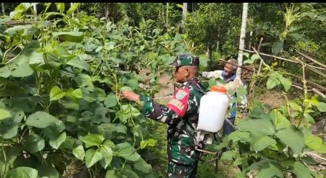 Babinsa Krueng Raya Dampingi Petani Kacang Panjang, Jaga Ketahanan Pangan Wilayah