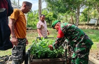 Babinsa Batee Shoek Bantu Angkut Bibit Nilam, Pererat Silaturahmi dan Semangat Gotong Royong